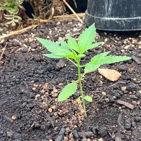 2nd AutoFlower strain