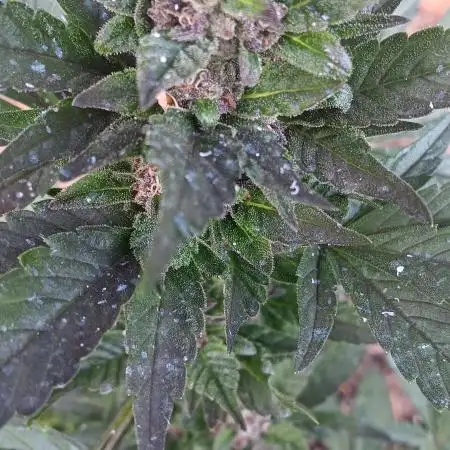 2nd AutoFlower strain