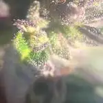 2nd AutoFlower strain