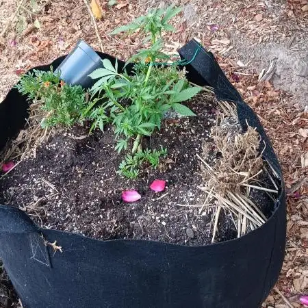 2nd AutoFlower strain