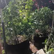 Outdoor grow PNW style 😎