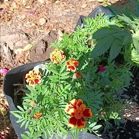 2nd AutoFlower strain
