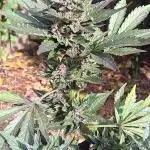 2nd AutoFlower strain