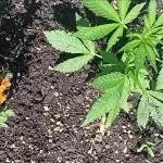 2nd AutoFlower strain