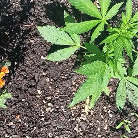 2nd AutoFlower strain