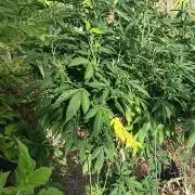 Outdoor grow From Rage 😎