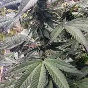 Outdoor grow From Rage 😎