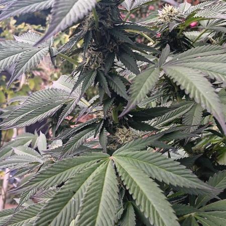 Outdoor grow From Rage 😎