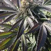 Outdoor grow From Rage 😎