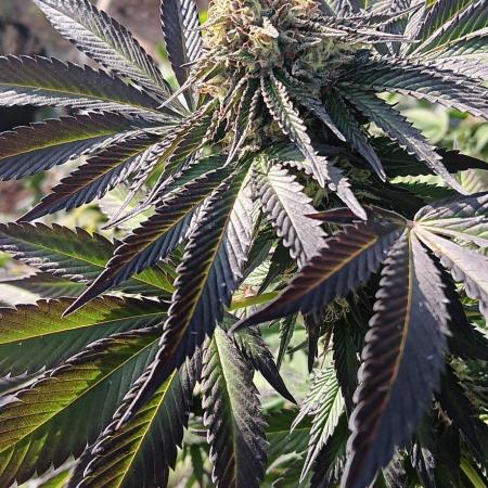 Outdoor grow From Rage 😎
