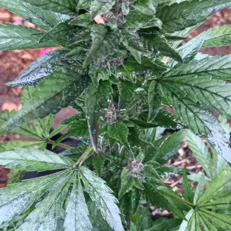 2nd AutoFlower strain