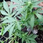 2nd AutoFlower strain
