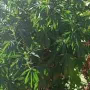 Outdoor grow From Rage 😎
