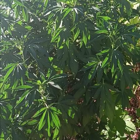 Outdoor grow From Rage 😎