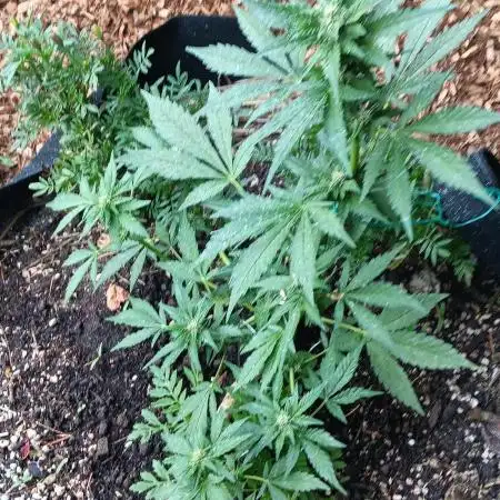 2nd AutoFlower strain
