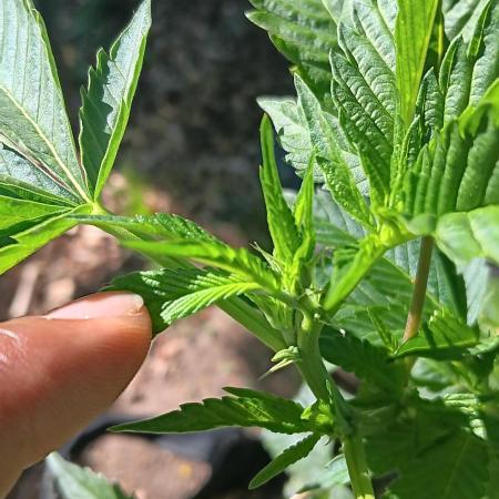 Outdoor grow From Rage 😎