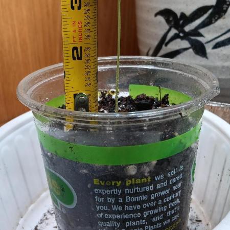 2nd AutoFlower strain
