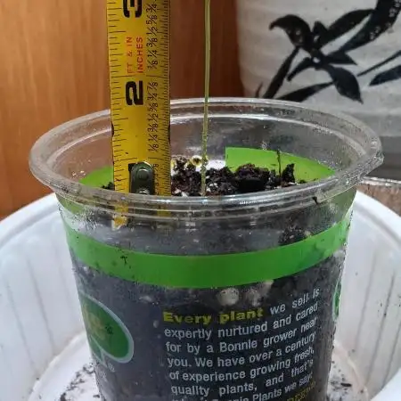 2nd AutoFlower strain
