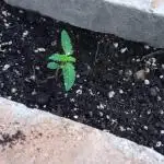 2nd AutoFlower strain