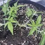 Blue Dream Solo Humboldt