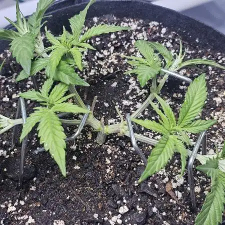 Blue Dream Solo Humboldt