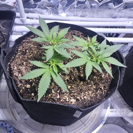 Blue Dream Solo Humboldt