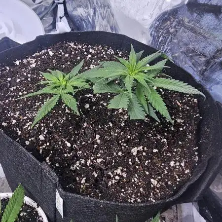 Blue Dream Solo Humboldt