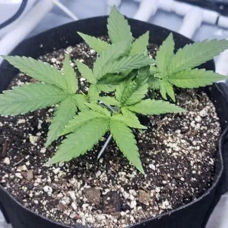 Blue Dream Solo Humboldt