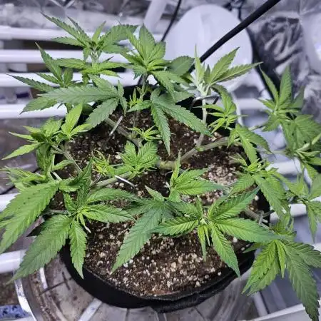 Blue Dream Solo Humboldt