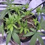 Blue Dream Solo Humboldt