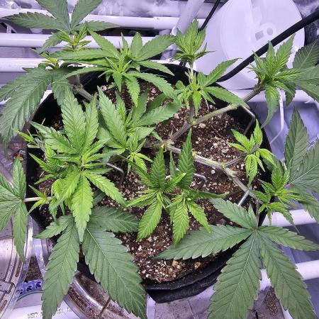 Blue Dream Solo Humboldt