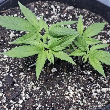 Blue Dream Solo Humboldt