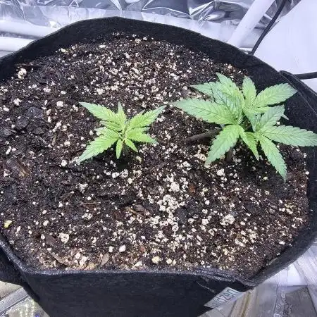 Blue Dream Solo Humboldt