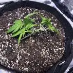 Blue Dream Solo Humboldt