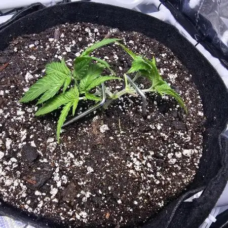 Blue Dream Solo Humboldt