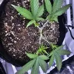 Blue Dream Solo Humboldt