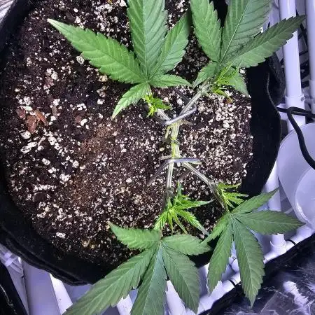 Blue Dream Solo Humboldt