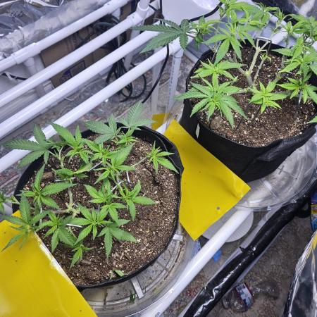 Blue Dream Solo Humboldt