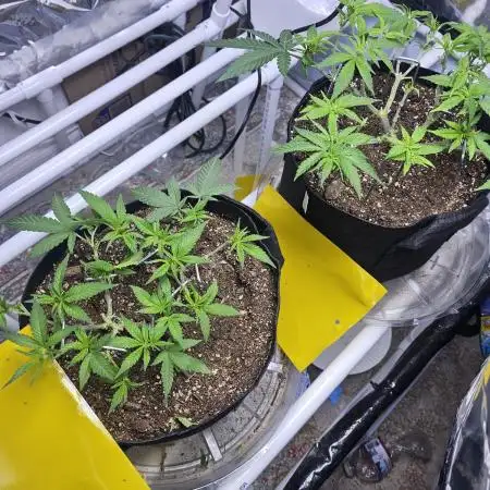 Blue Dream Solo Humboldt