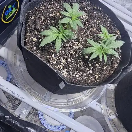 Blue Dream Solo Humboldt