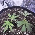 Blue Dream Solo Humboldt