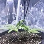 Blue Dream Solo Humboldt