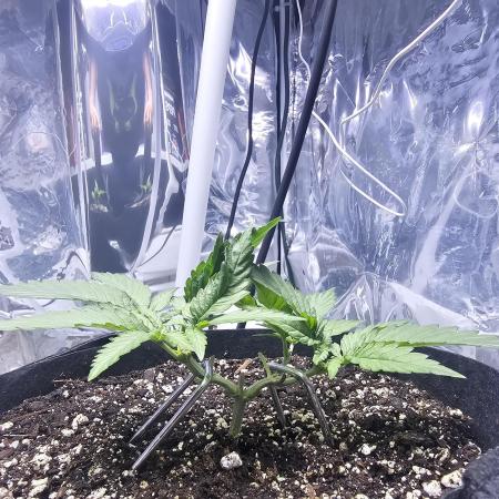 Blue Dream Solo Humboldt