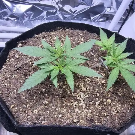 Blue Dream Solo Humboldt