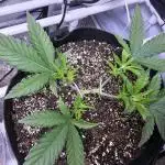 Blue Dream Solo Humboldt