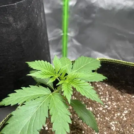 O.G kush