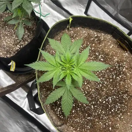 O.G kush