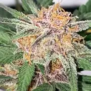 Strawberry gorilla auto