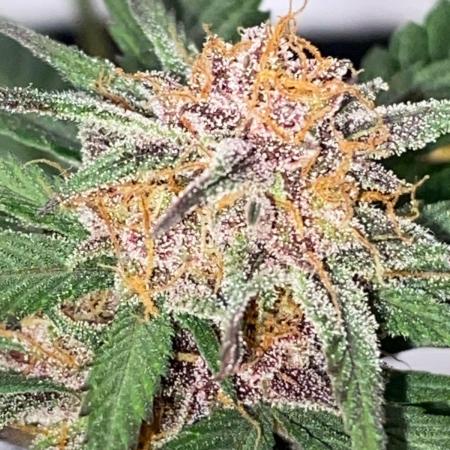 Strawberry gorilla auto