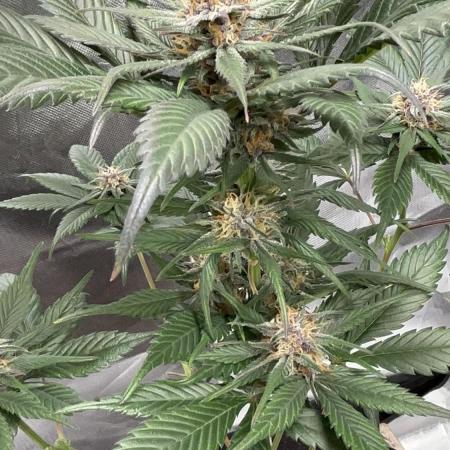 Strawberry gorilla auto